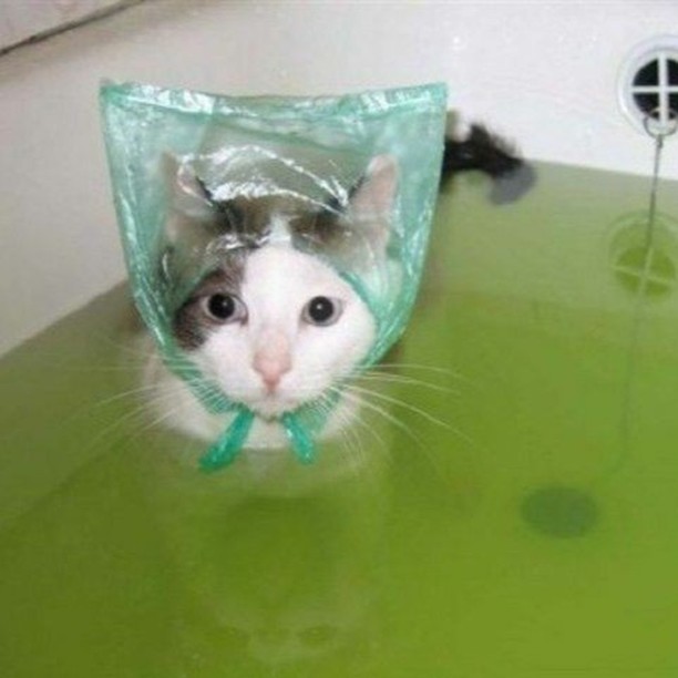 RT @PunchingCat: https://t.co/ifnwYBxw6d