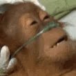 orangutang on oxygen.jpg