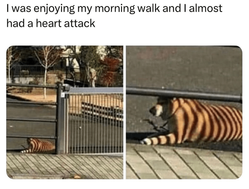 enjoying-my-morning-walk-and-almost-had-heart-attack.png