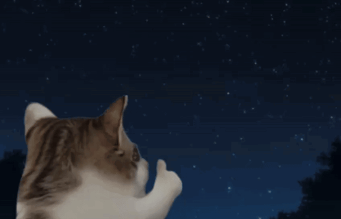 IMG_8706.gif