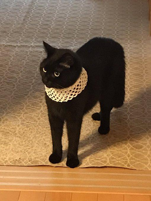 RT @DontShowYourCat: she ate with this look https://t.co/S0L71CZM3q