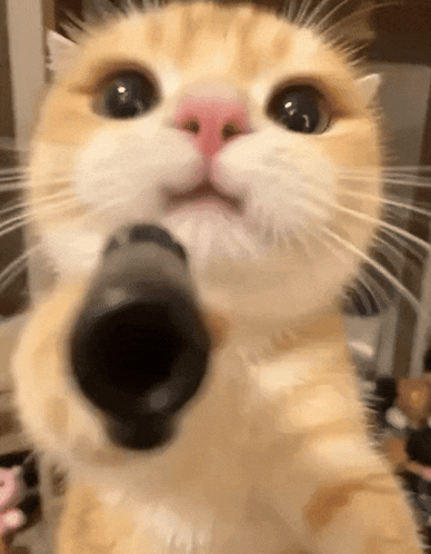Animals Wif Guns