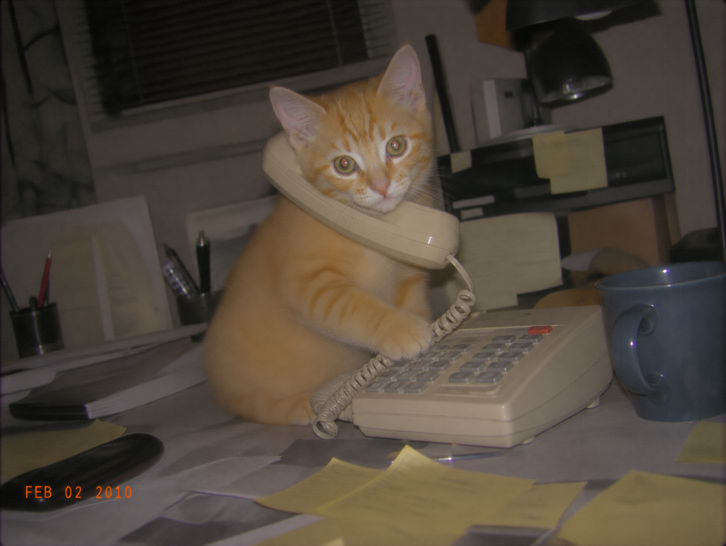 sirius-59-hotline.png