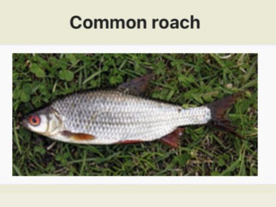 common roach.jpg