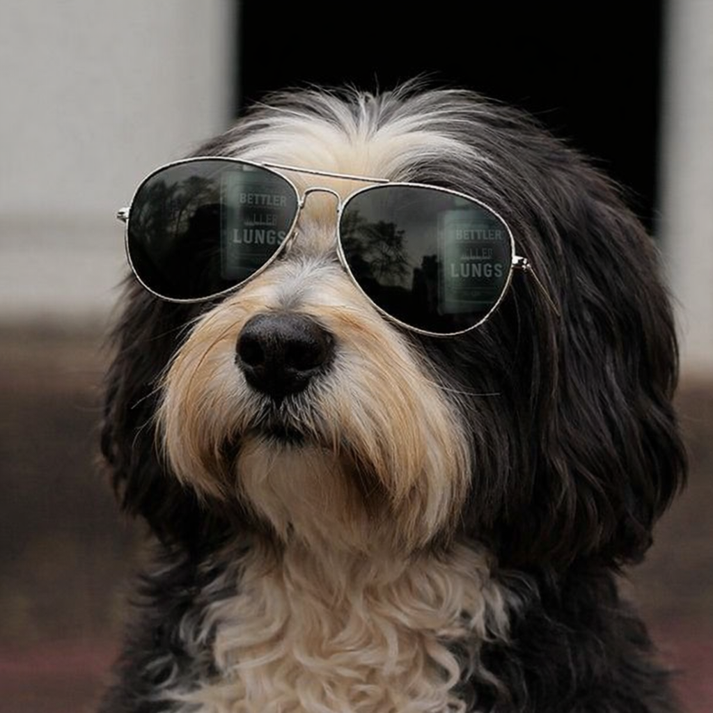 Tibetan Terrier.png