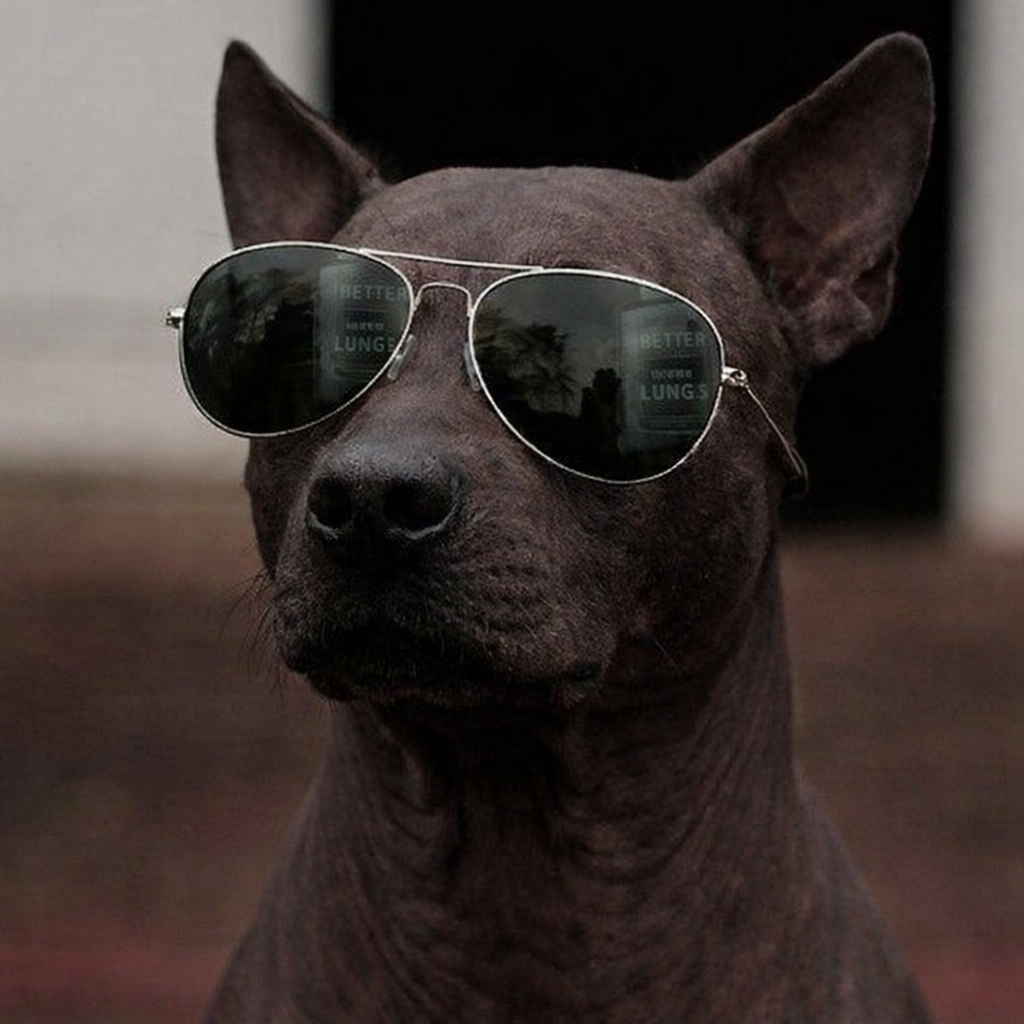 Xoloitzcuintle.png