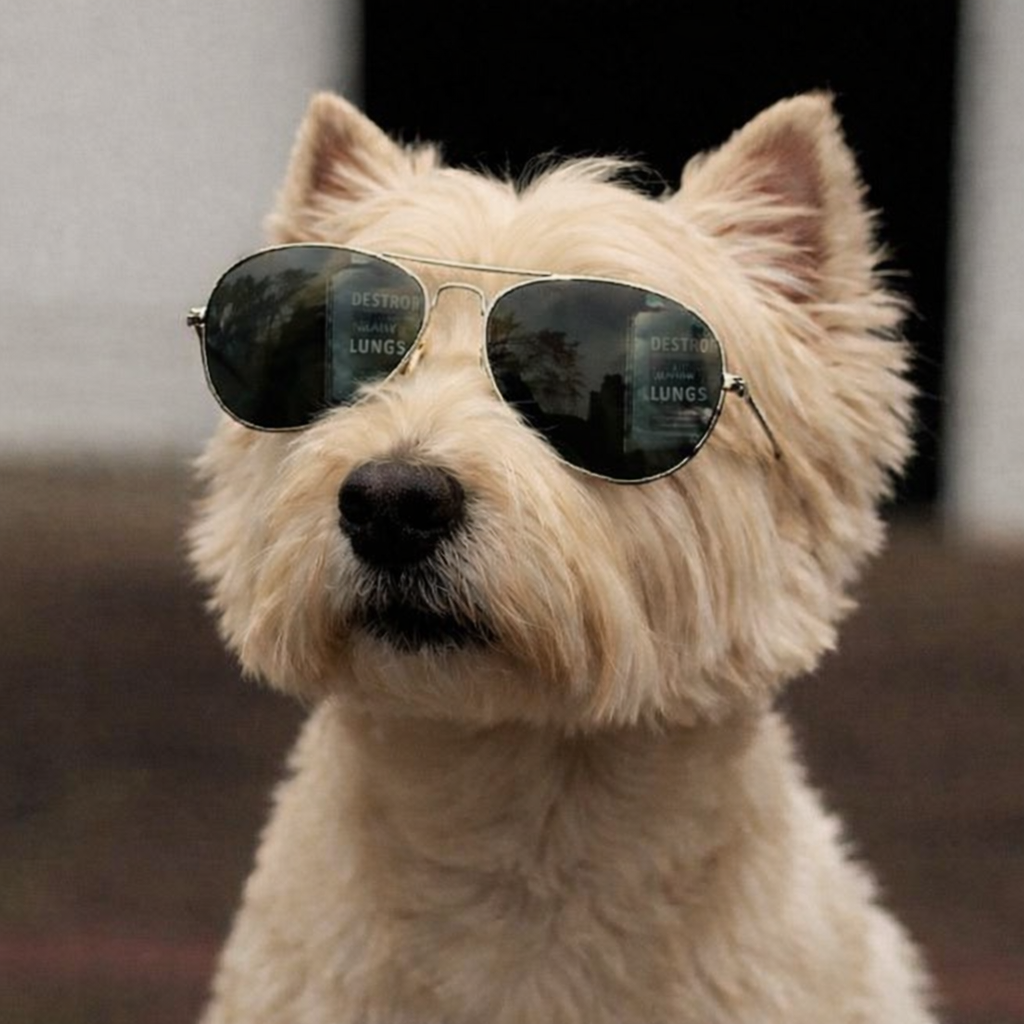 West Highland White Terrier1.png