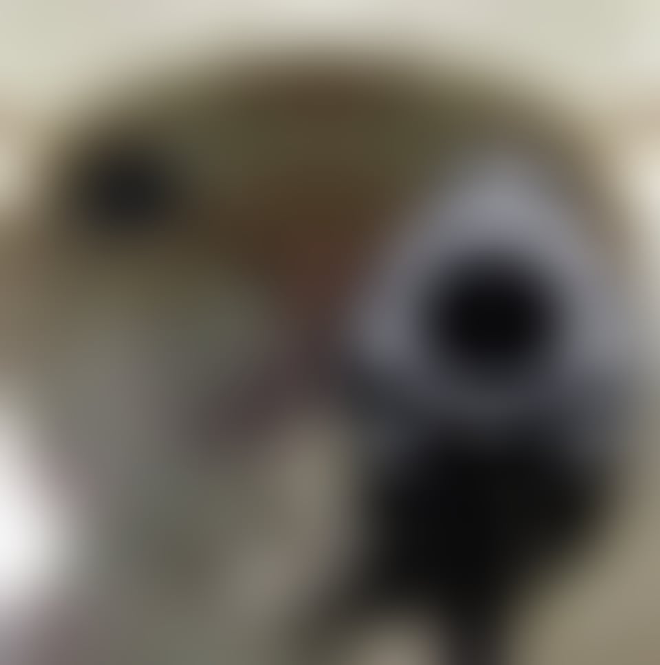 HOXFdZDaMAA0ye0.jpeg