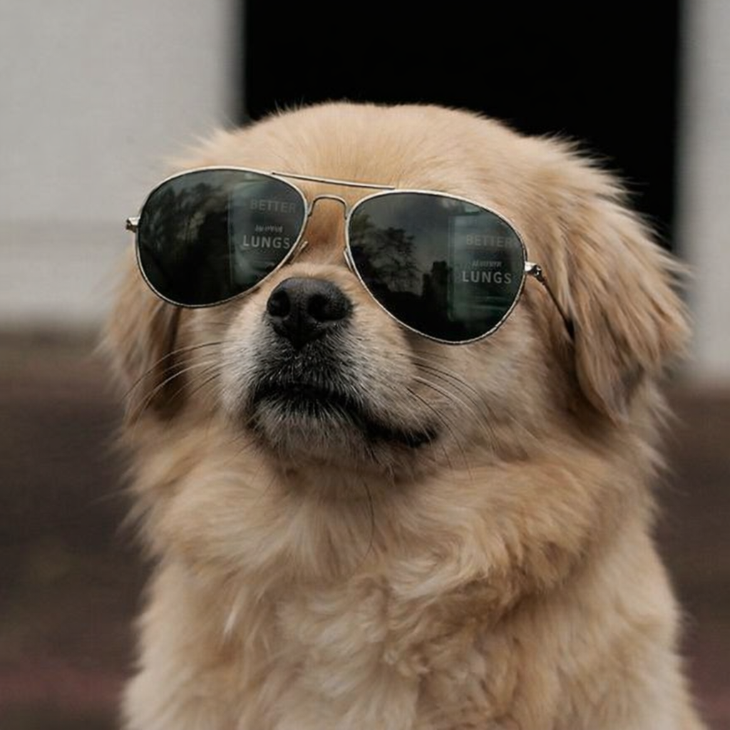 Tibetan Spaniel.png