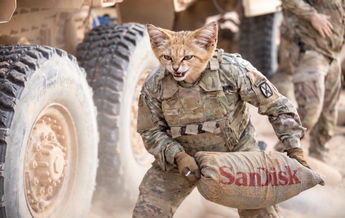 Sandbagkitten.jpeg