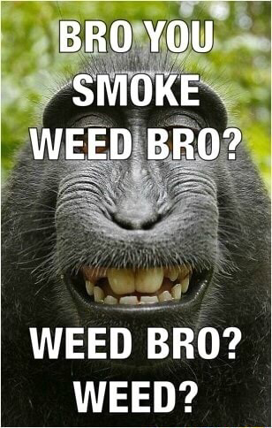 meme(354).jpg