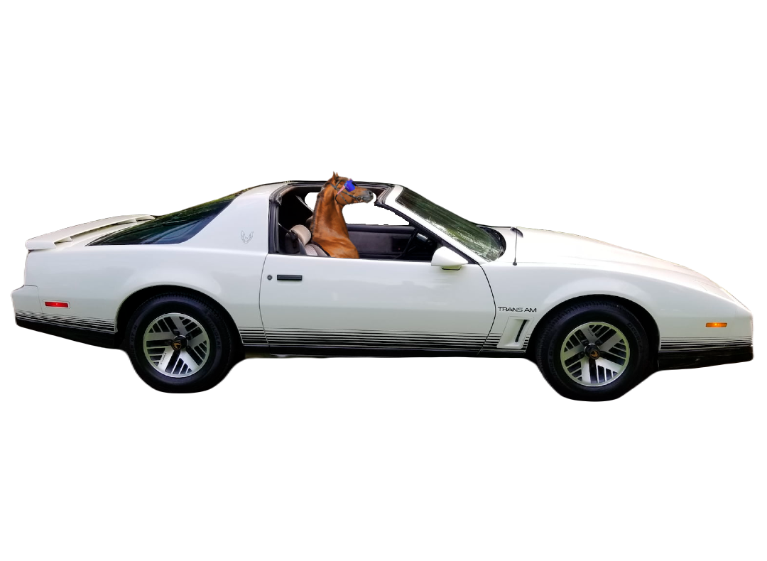 Horse_TransAm.png