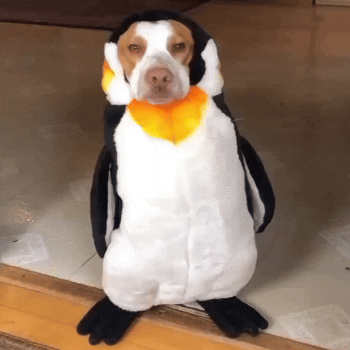 Doguin