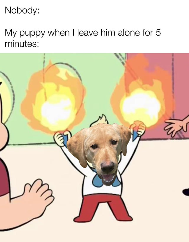 i-made-a-meme-about-my-puppy-his-name-is-franklin-and-yes-v0-62z15mkwfn9b1.jpg