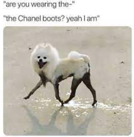 Dog chanel boots.JPG