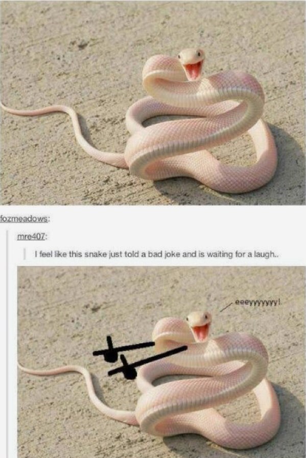 of-a-snake-with-the-caption-i-feel-like-this-snake-just-told-a-bad-joke-and-is-waiting-for-a-laugh.jfif