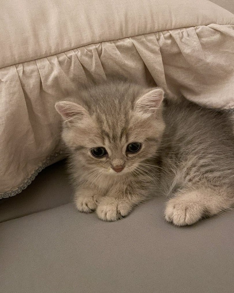 gmeow