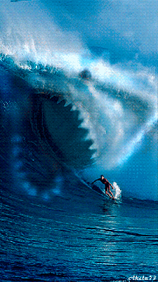 shark surf.gif