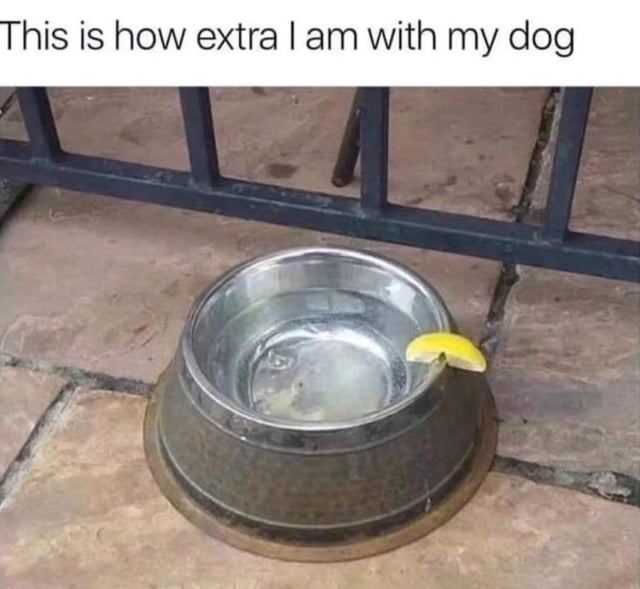 better-than-people-dogs-are-v0-etb7hwq8spib1.jpg