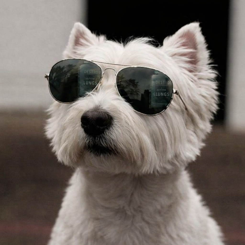 West Highland White.png