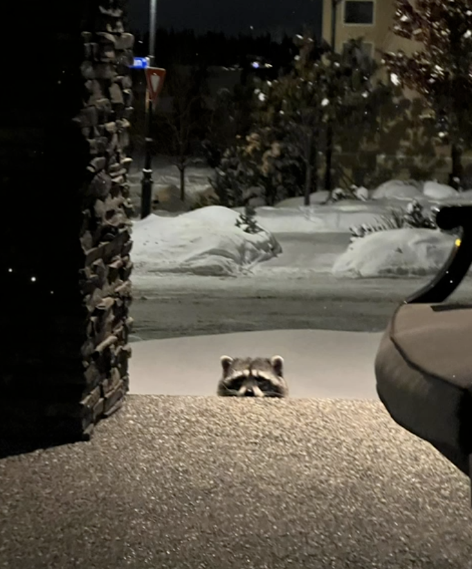 lurking raccoon