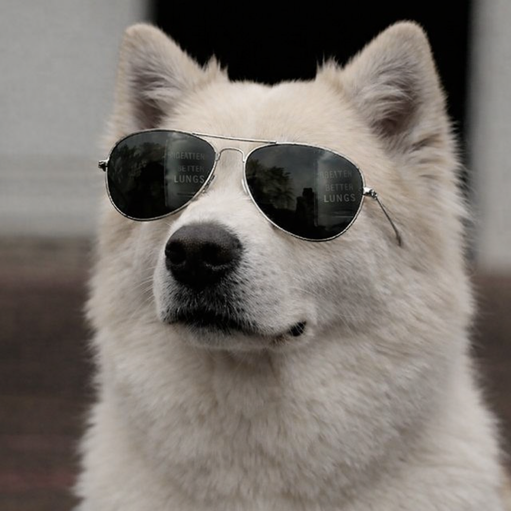 Terrier Brasileiro1.png