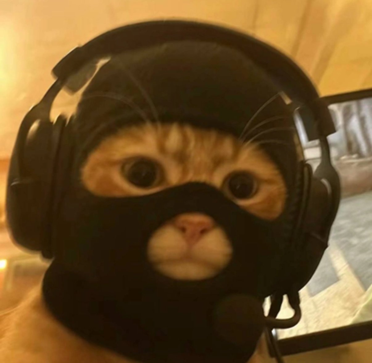thecatwifmask