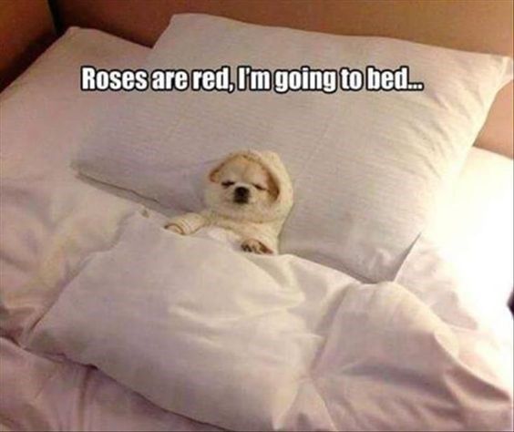the-dog-lives-his-good-life-v0-dlgth5twehza1.jpg