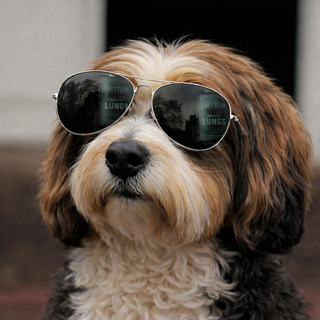 Tibetan Terrier1.png