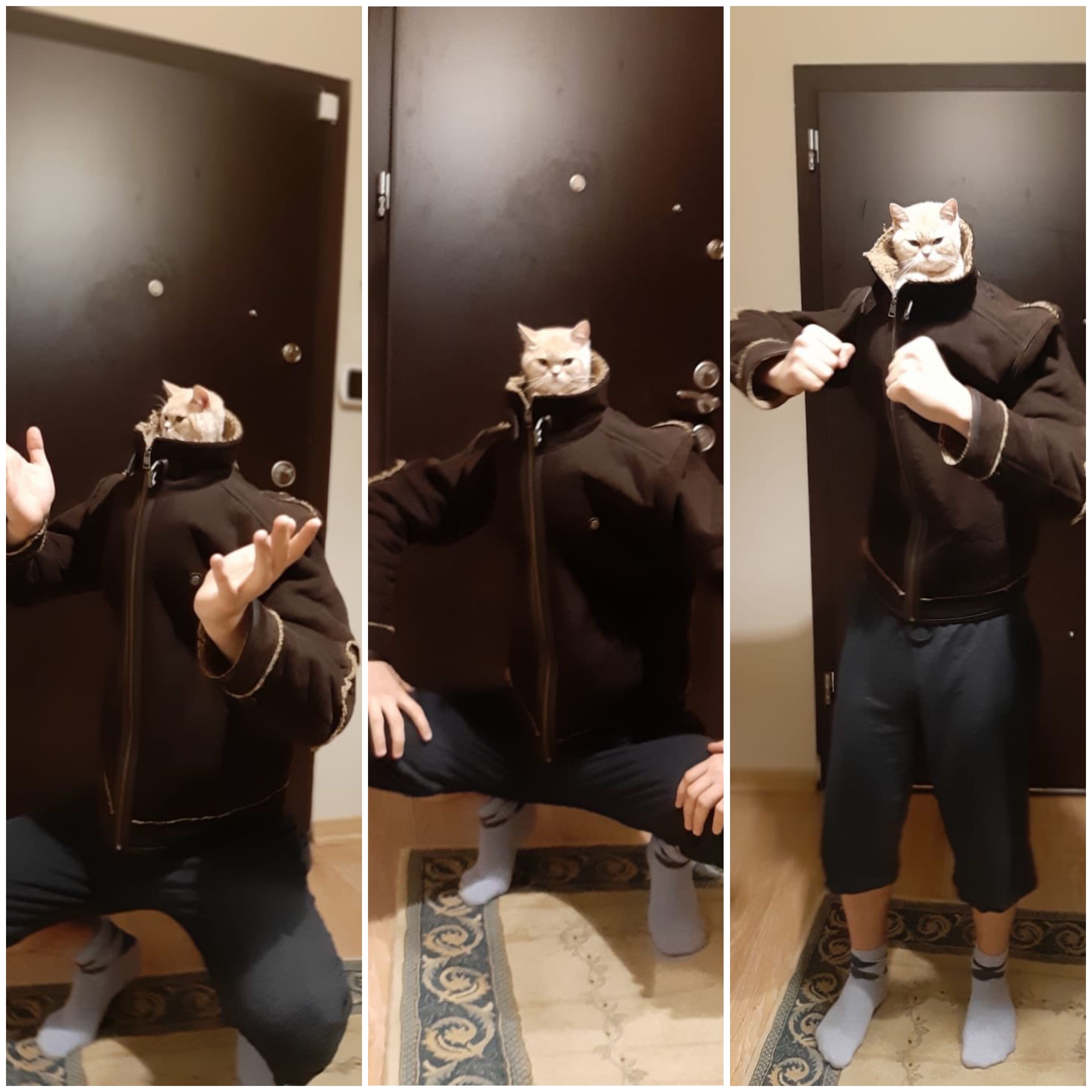 Slav Cat In Tracksuit - The Forbidden Blyat - Track, Suit, Squatting - Human Fight Chat Homme Bagarre.jpg