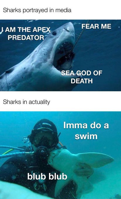 Cute Shark Meme