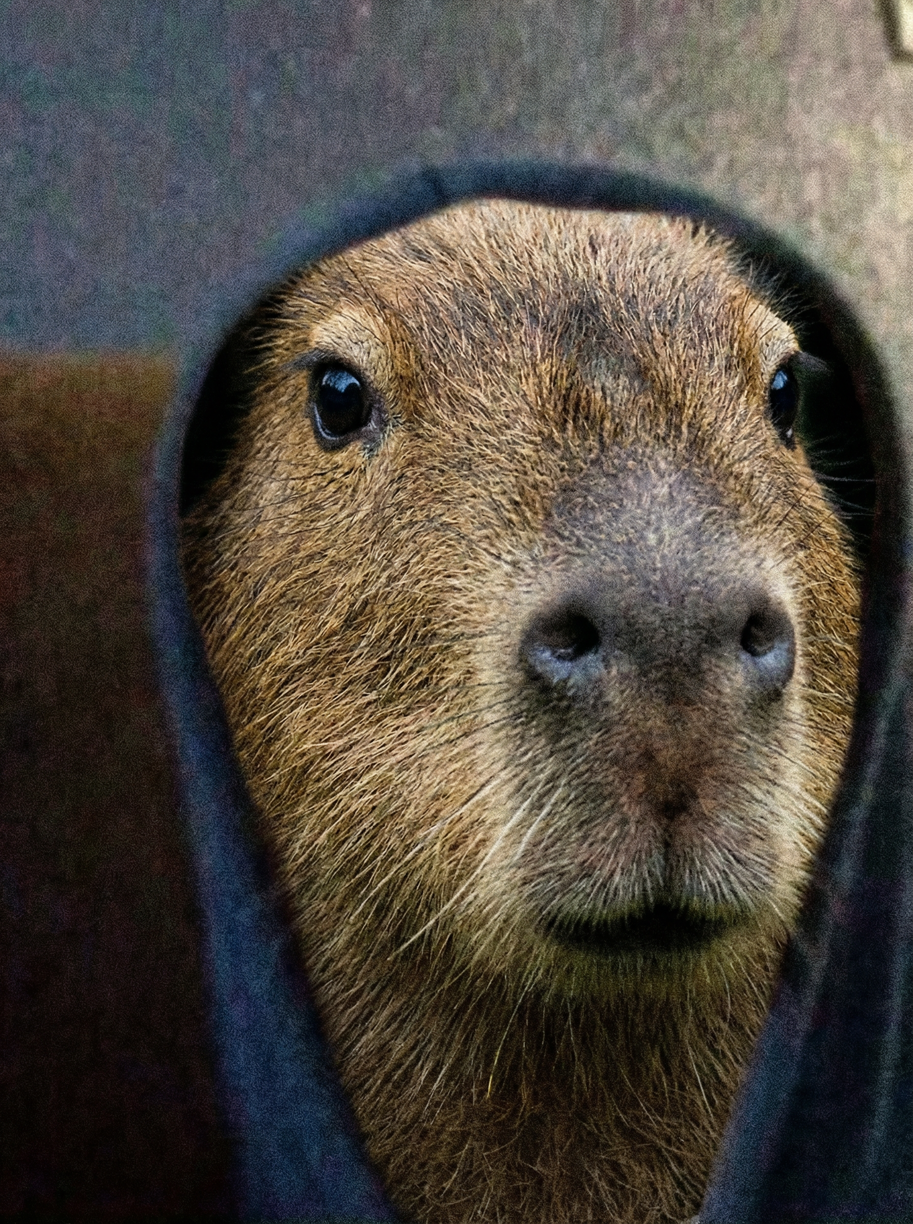 GeneratedImage (93).png