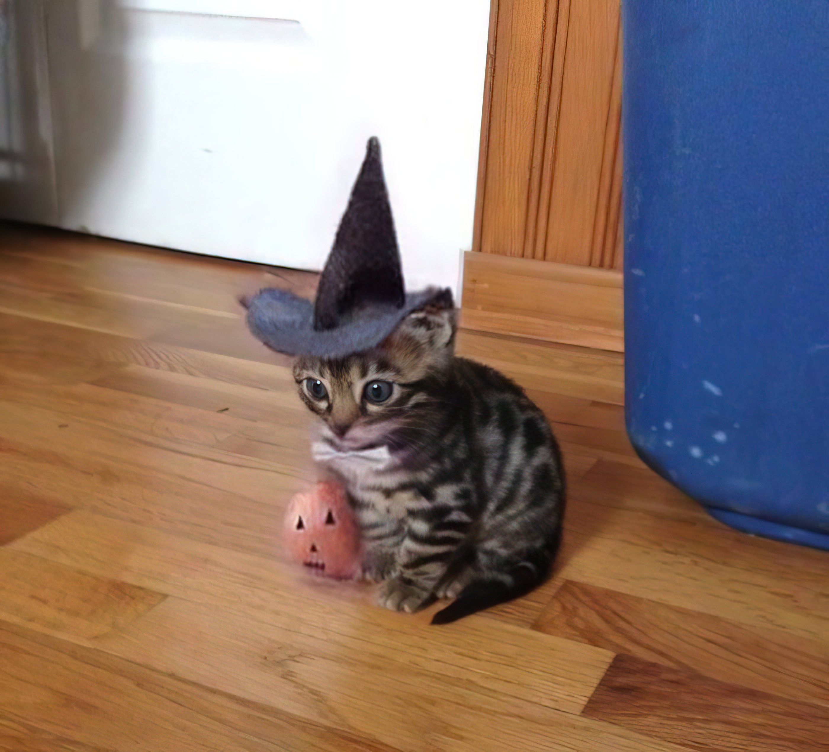 Spooky Hat Cat - Halloween - Chat Cat.jpg