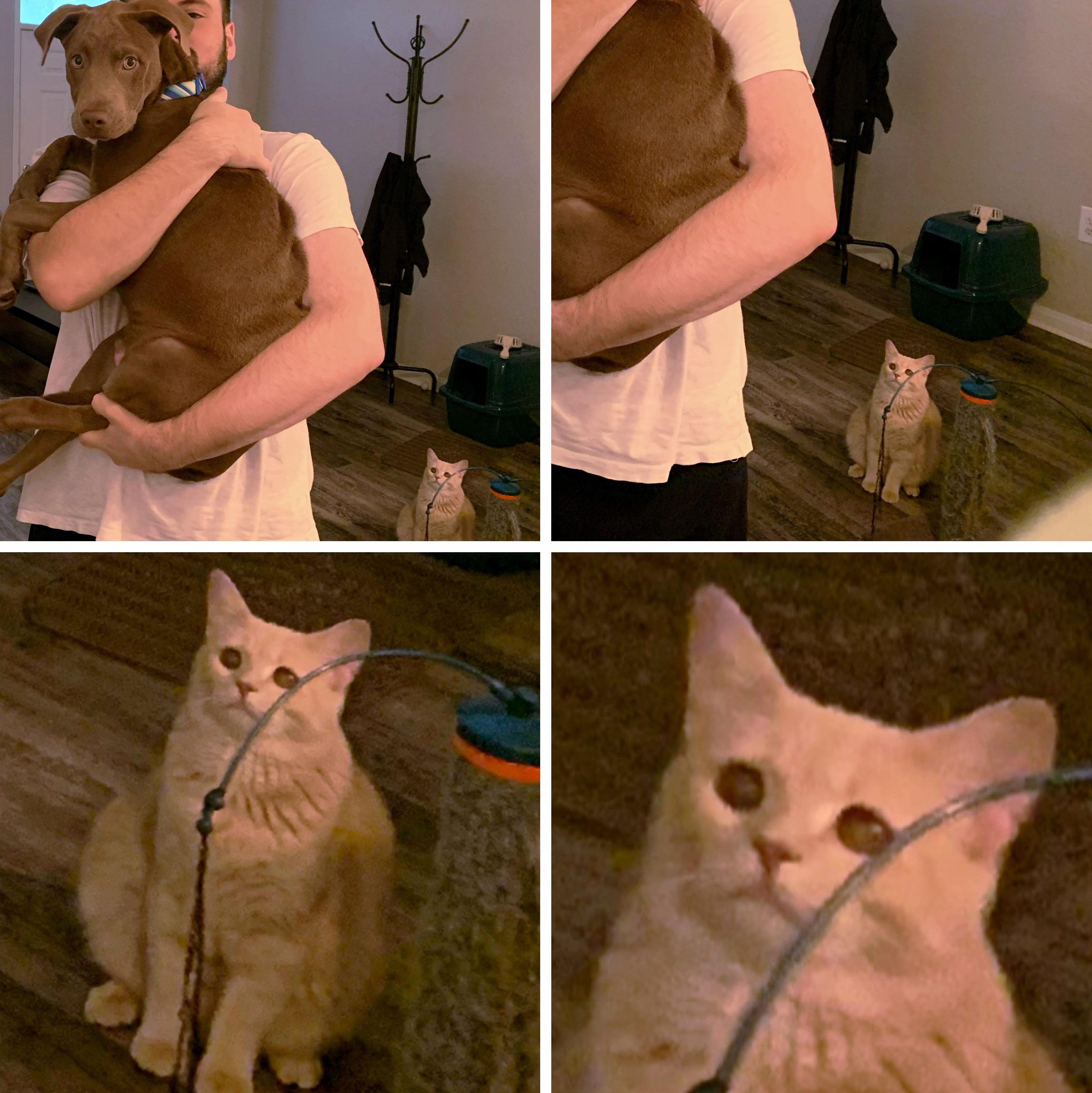 Cat Looking at Man Holding Dog _ Jealous Cat - Crying Sad - It hurts in my meow meow - Chat Triste Pleure.jpg