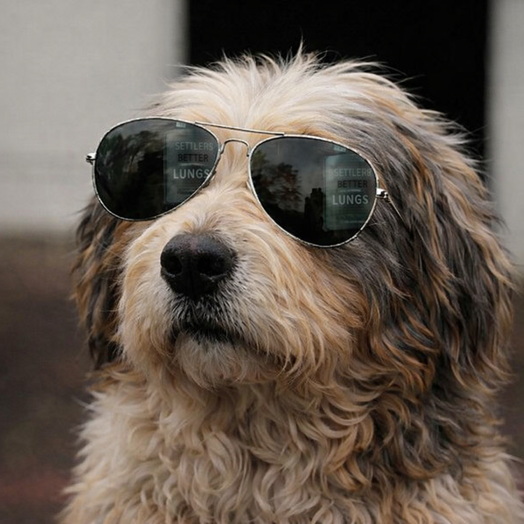 Yuzhnorusskaya Ovcharka1.png