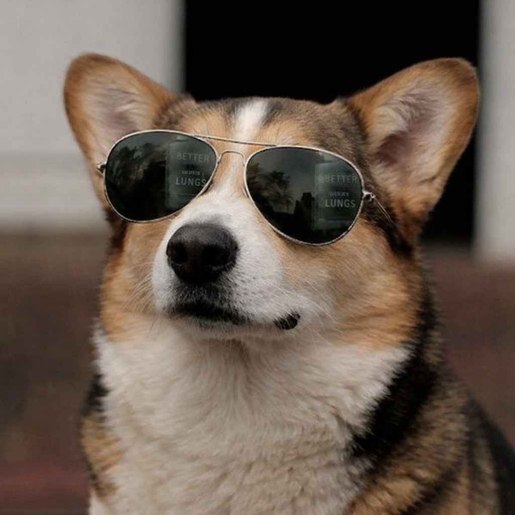 Welsh Corgi (Cardigan).png