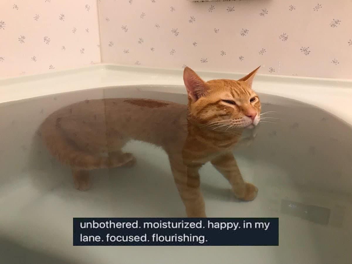 unbothered moisturized happy in my lane cat.jpg