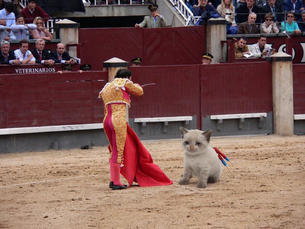 Bull Fight