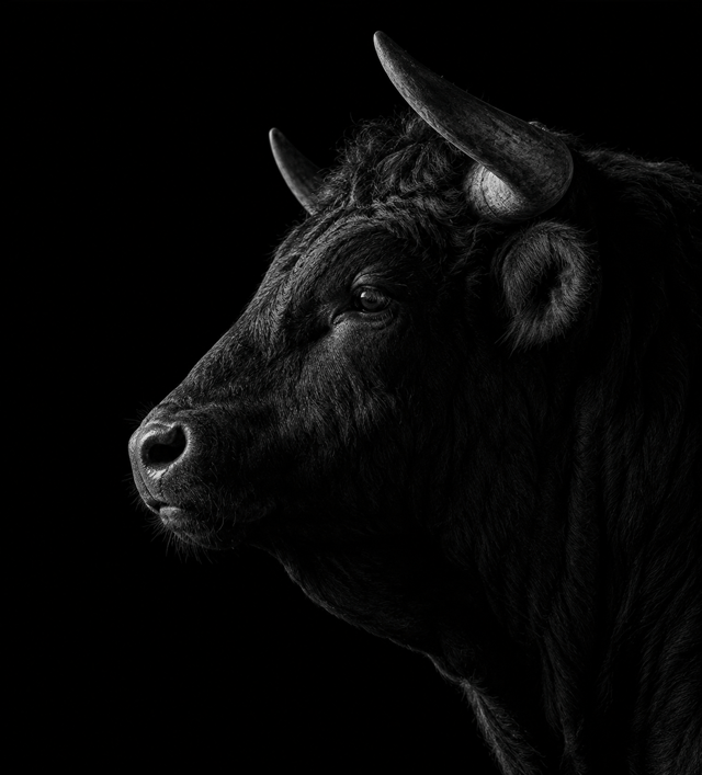 The Bull Does Not Concern Himself