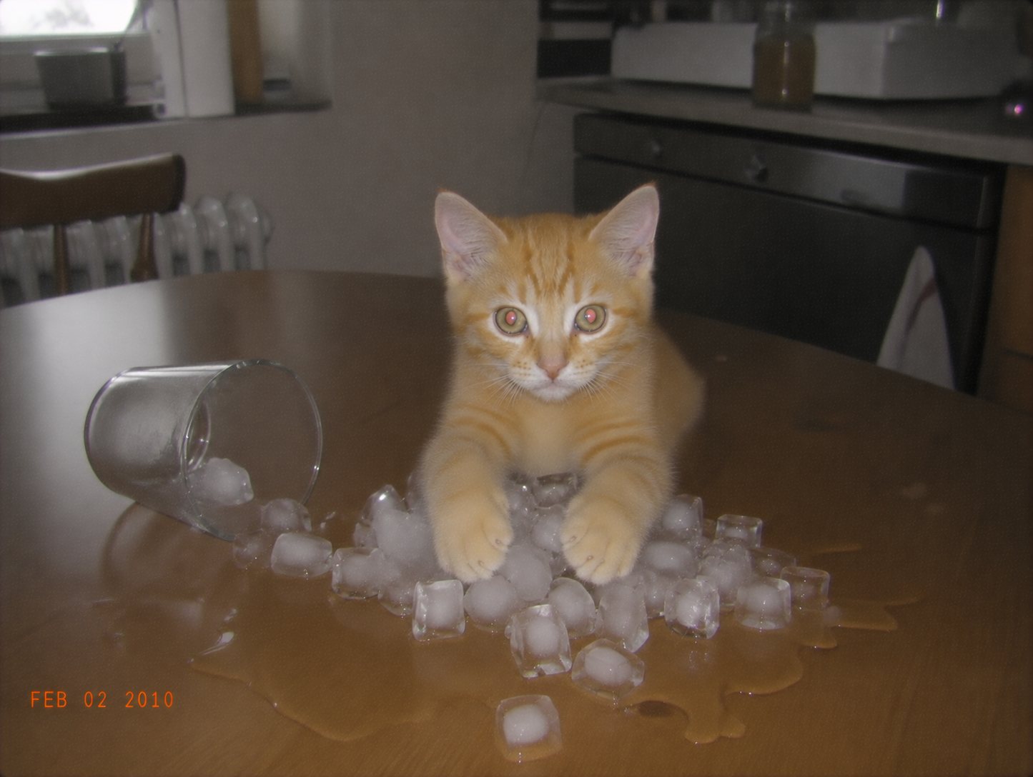 sirius-57-diamond-paws.png