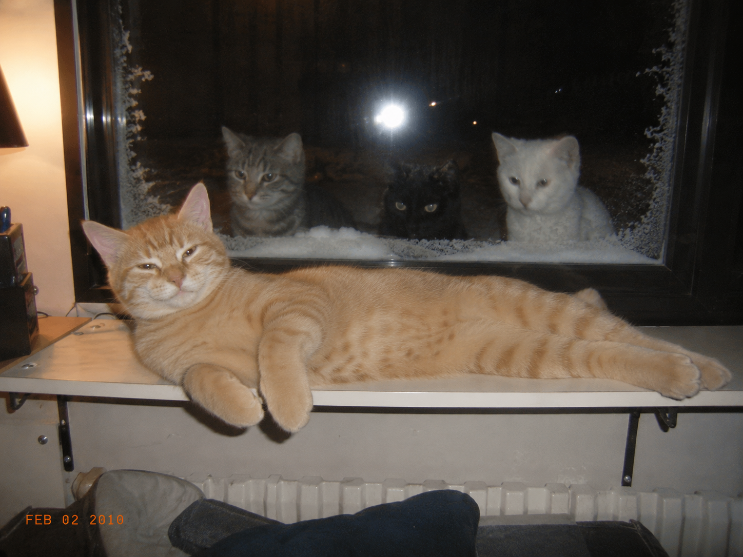 Sirius First Bitcoin Cat