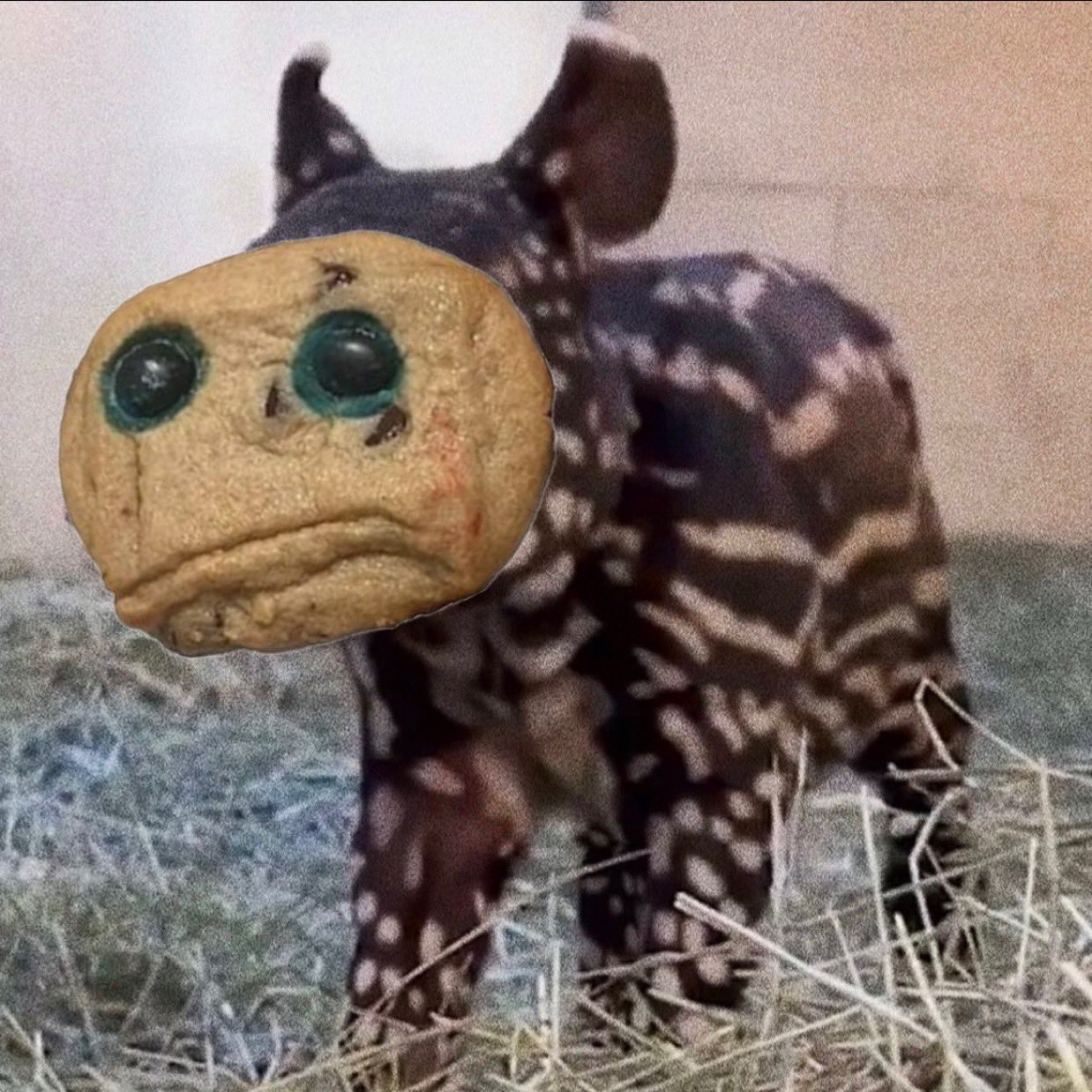 GmQi8oXaYAAQDTB.jpg