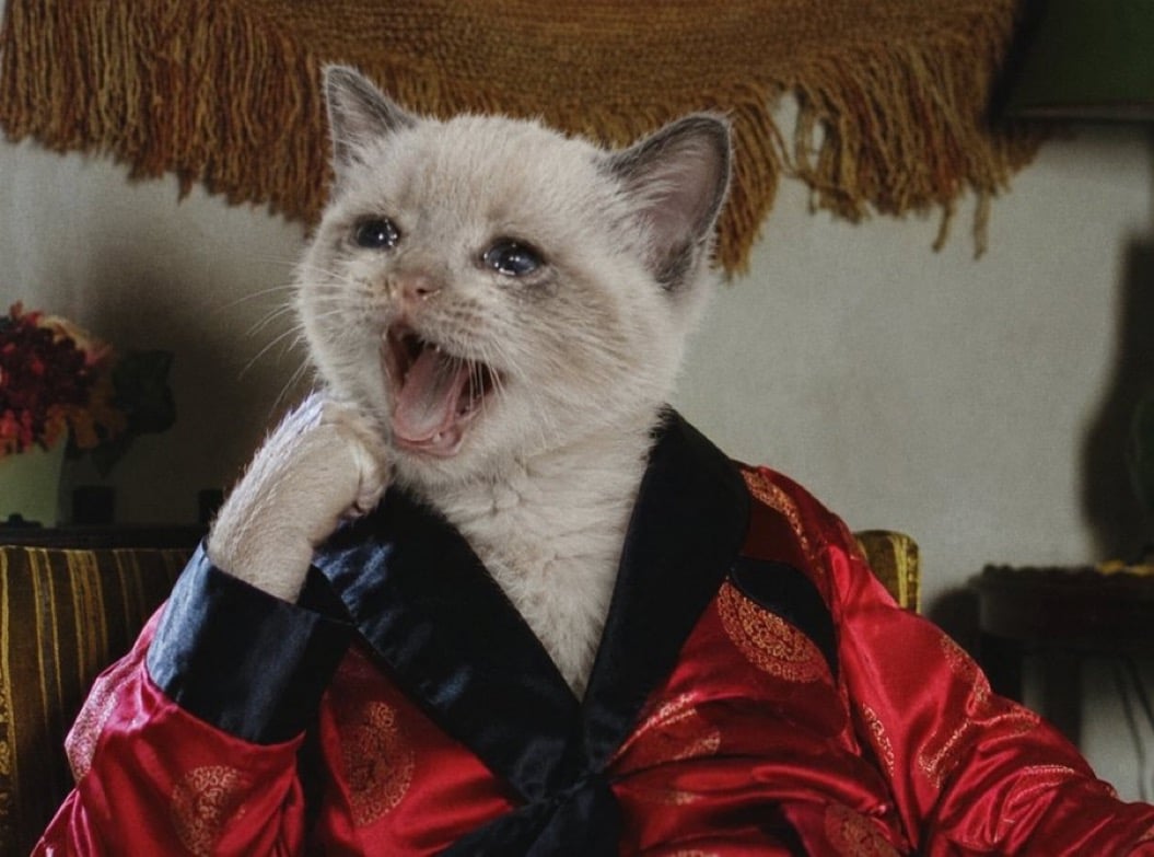 MA!! Catnip!