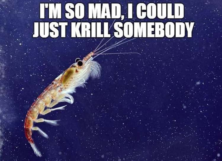 i krill u.jpg