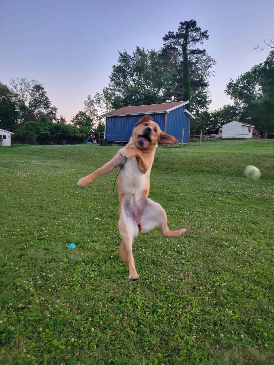 dog-sitting-this-puppy-and-got-this-action-shot-v0-t0nk7zp2zp6d1.webp