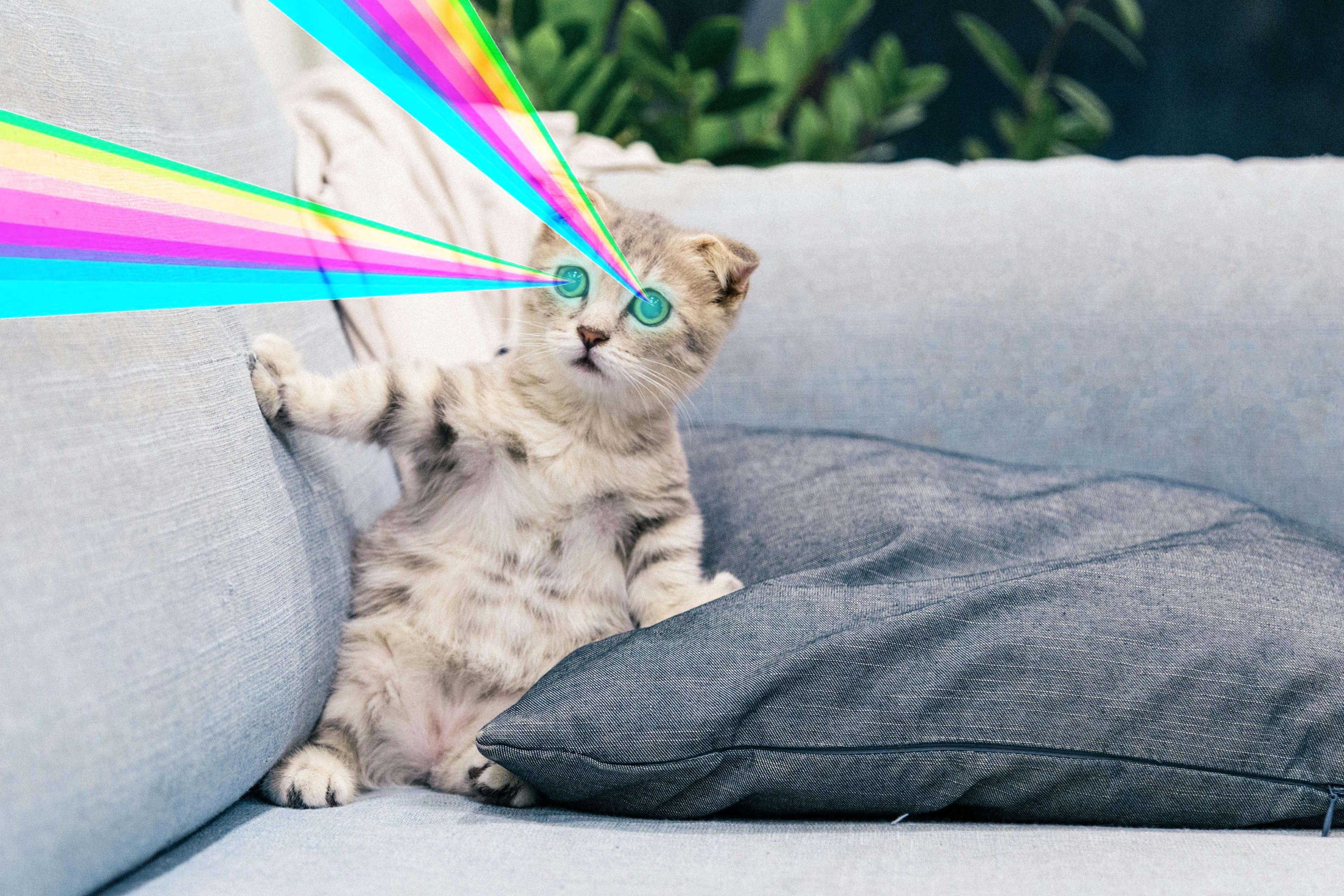 Silly_cat_10.png