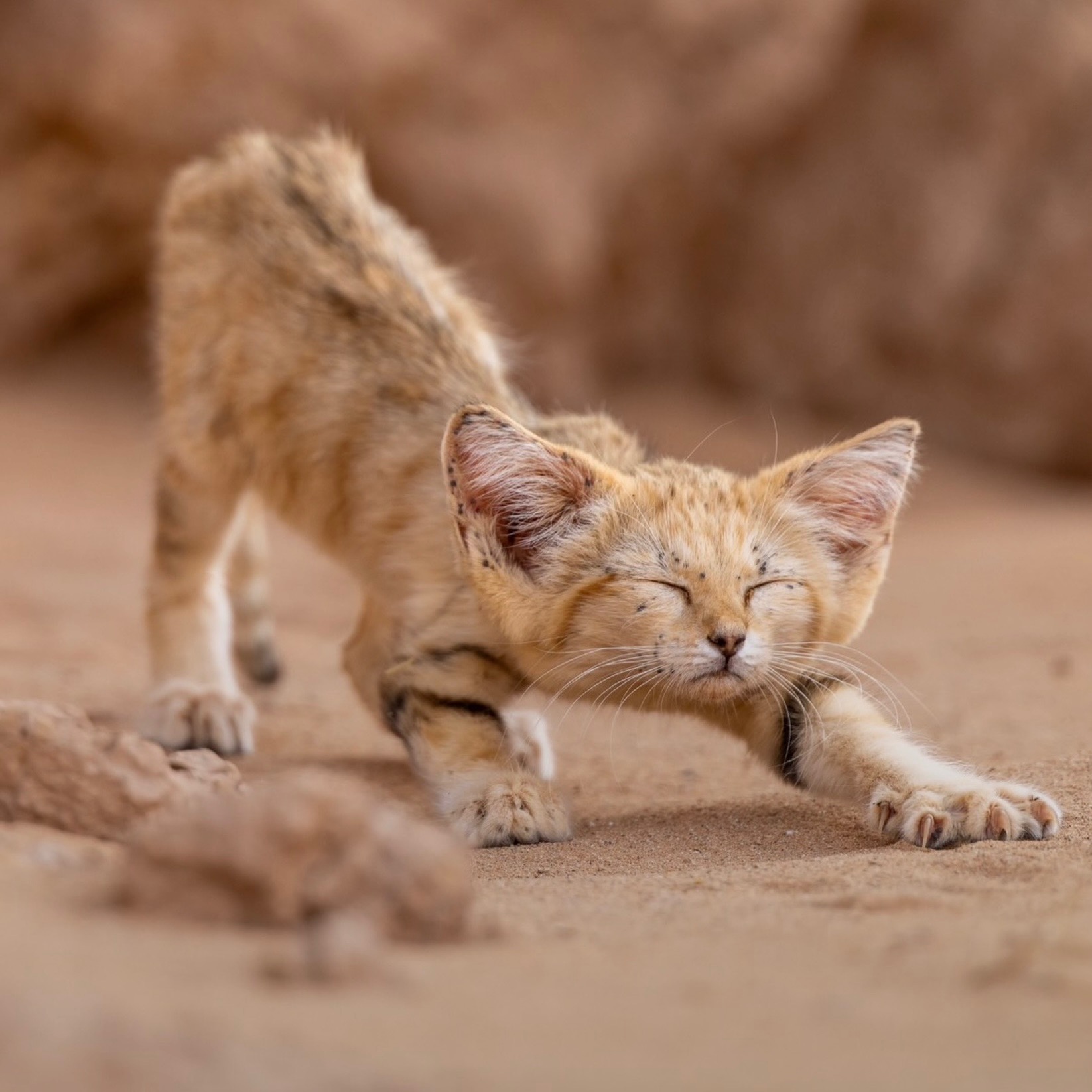 Sand Kitten