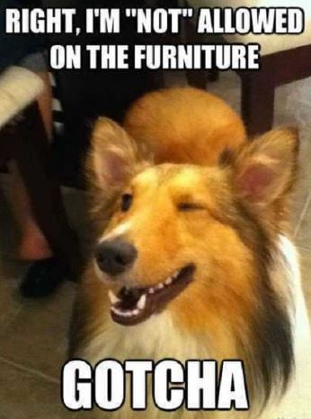 dog furniture.JPG
