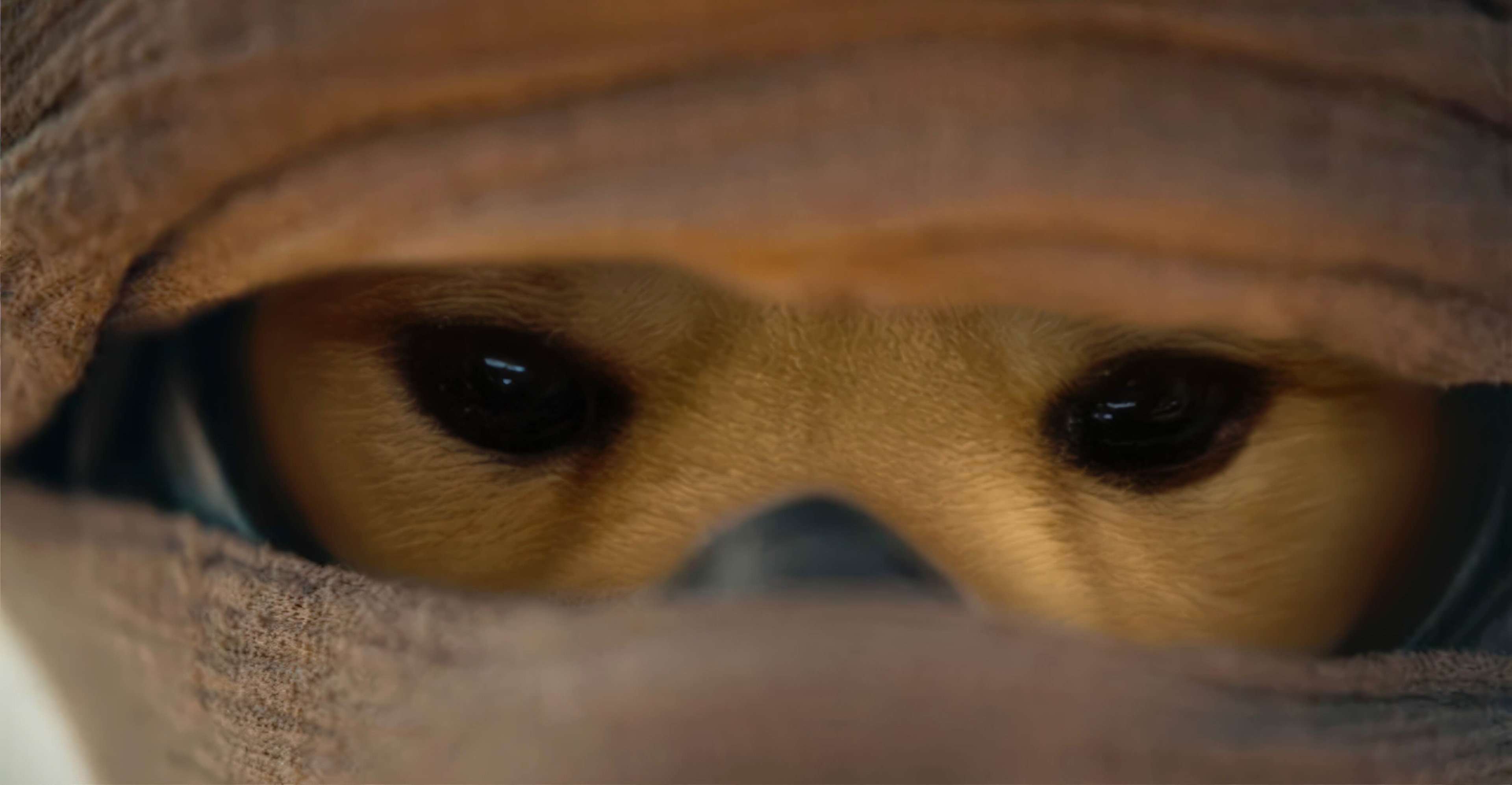 Wif-Dune.jpg