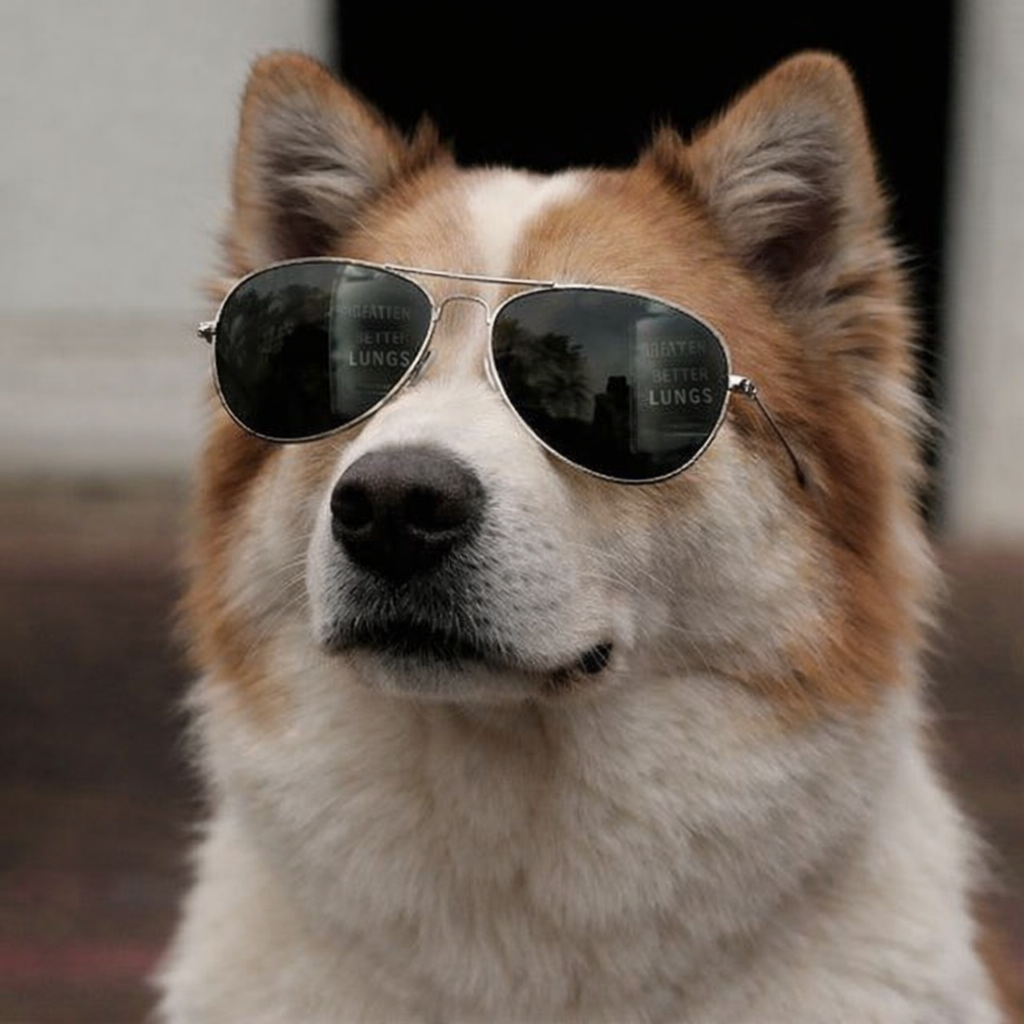 Terrier Brasileiro.png